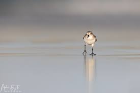 Image result for Calidris ruficollis
