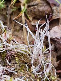 Attēlu rezultāti vaicājumam “Calypogeia fissa”