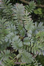 Image result for Potentilla anserina