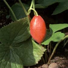Attēlu rezultāti vaicājumam “Podophyllum hexandrum fruit”