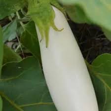 Afbeeldingsresultaat voor slim jim eggplant