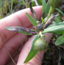 Attēlu rezultāti vaicājumam “Cystiphora sanguinea”