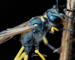 Attēlu rezultāti vaicājumam “Ophiotheca chrysosperma macro”