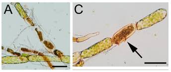 Attēlu rezultāti vaicājumam “Palustriella commutata sporophyte”