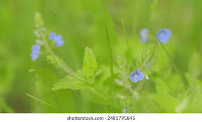 Attēlu rezultāti vaicājumam “Veronica chamaedrys bud”