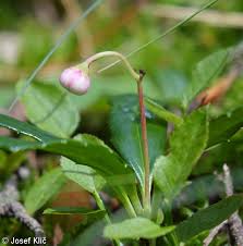 Attēlu rezultāti vaicājumam “Chimaphila umbellata”