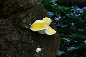 Attēlu rezultāti vaicājumam “Buglossoporus quercinus”