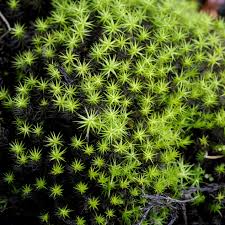 Attēlu rezultāti vaicājumam “Polytrichastrum pallidisetum macro”