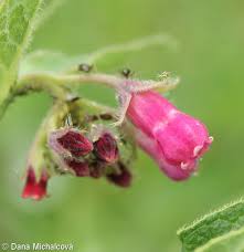 Attēlu rezultāti vaicājumam “Symphytum officinale bud”