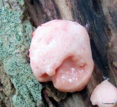 Attēlu rezultāti vaicājumam “Reticularia jurana”