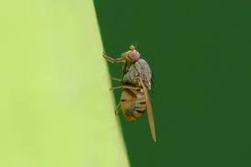 Attēlu rezultāti vaicājumam “Platypezidae”