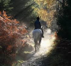 Image result for Cirencester Park Polo Club