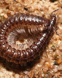 Attēlu rezultāti vaicājumam “Decticus verrucivorus nymph”