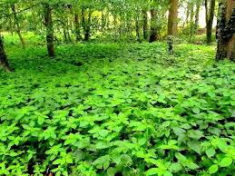 Attēlu rezultāti vaicājumam “Impatiens parviflora leaf”