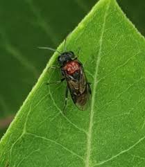 Attēlu rezultāti vaicājumam “Eriocampa ovata”