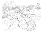Iguana coloring page