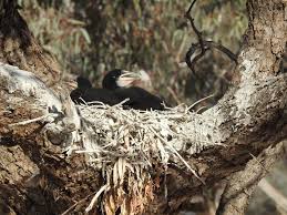 Attēlu rezultāti vaicājumam “Phalacrocorax carbo nest”
