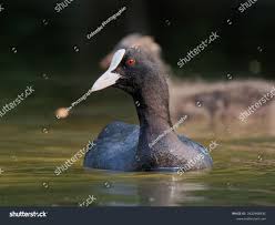 Attēlu rezultāti vaicājumam “Fulica atra adult”