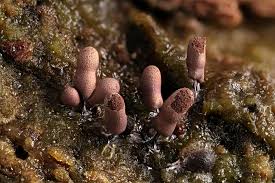 Attēlu rezultāti vaicājumam “Stemonitopsis typhina”