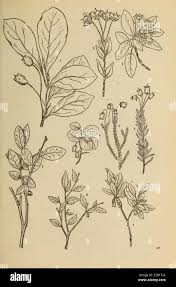 Attēlu rezultāti vaicājumam “Menziesia ferruginea flower”