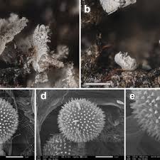 Attēlu rezultāti vaicājumam “Didymium serpula macro”