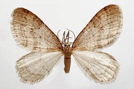 Attēlu rezultāti vaicājumam “Operophtera”