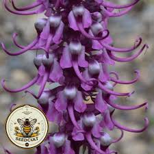 Attēlu rezultāti vaicājumam “Pedicularis palustris fruit”