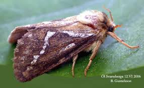 Attēlu rezultāti vaicājumam “Hepialus lupulinus”