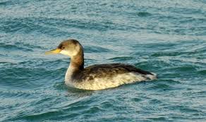 Attēlu rezultāti vaicājumam “Podiceps grisegena adult”