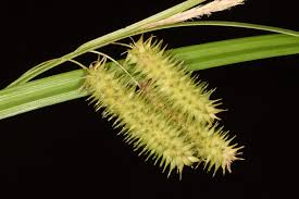 Attēlu rezultāti vaicājumam “Carex pseudocyperus fruit”
