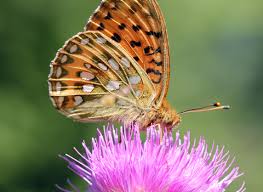 Attēlu rezultāti vaicājumam “Argynnis aglaja upperside”