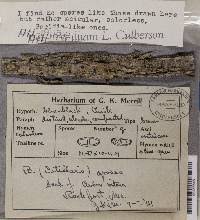 Attēlu rezultāti vaicājumam “Megalaria grossa”