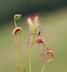 Attēlu rezultāti vaicājumam “Drosera anglica flower”