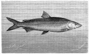 Image result for Coregonus oxyrinchus