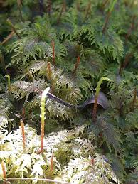 Attēlu rezultāti vaicājumam “Hylocomium splendens sporophyte”
