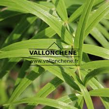 Attēlu rezultāti vaicājumam “Polygonatum verticillatum”