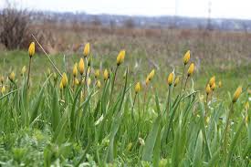 Attēlu rezultāti vaicājumam “Tulipa sylvestris bud”