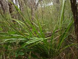 Attēlu rezultāti vaicājumam “Dianema nivale sessile”