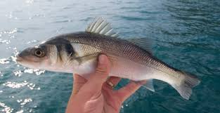 Image result for Dulverton Angling Association