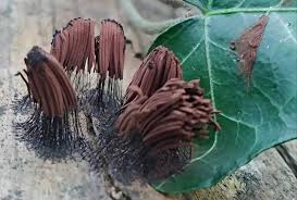 Attēlu rezultāti vaicājumam “Stemonitis axifera spores”