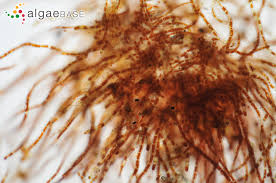 Attēlu rezultāti vaicājumam “Trentepohlia sp.”