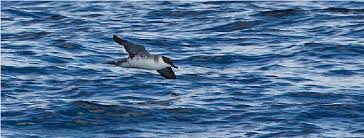 Image result for Puffinus gravis