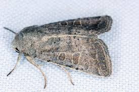 Attēlu rezultāti vaicājumam “Orthosia cruda”