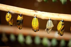 Attēlu rezultāti vaicājumam “Diprionidae cocoon”