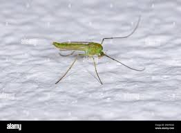 Attēlu rezultāti vaicājumam “Chironomidae”