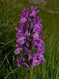 Attēlu rezultāti vaicājumam “Dactylorhiza cruenta”