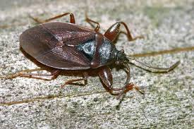 Attēlu rezultāti vaicājumam “Gastrodes grossipes”