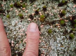 Attēlu rezultāti vaicājumam “Dibaeis baeomyces”