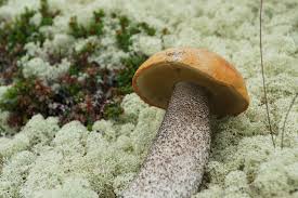 Attēlu rezultāti vaicājumam “Leccinum versipelle”