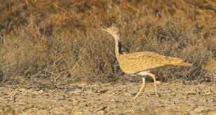 Image result for Chlamydotis macqueenii